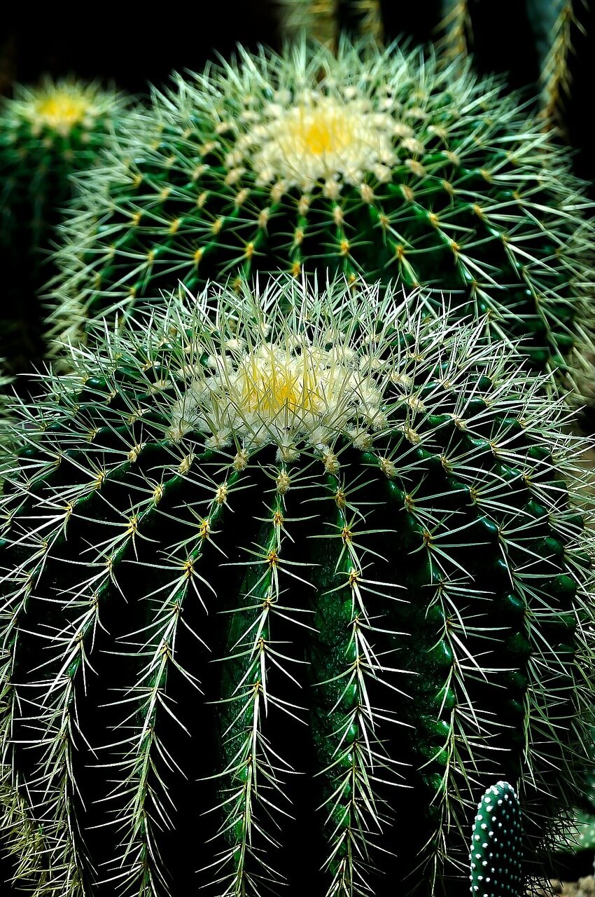 Cáctus grande Talagarden vivero de arboles chile