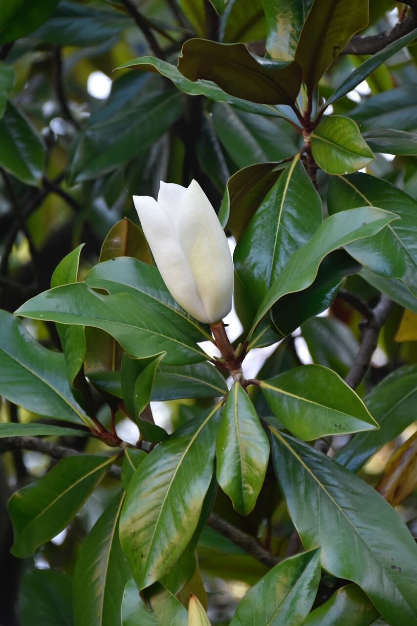 Foto de camelia en flor Talagarden vivero de arboles chile