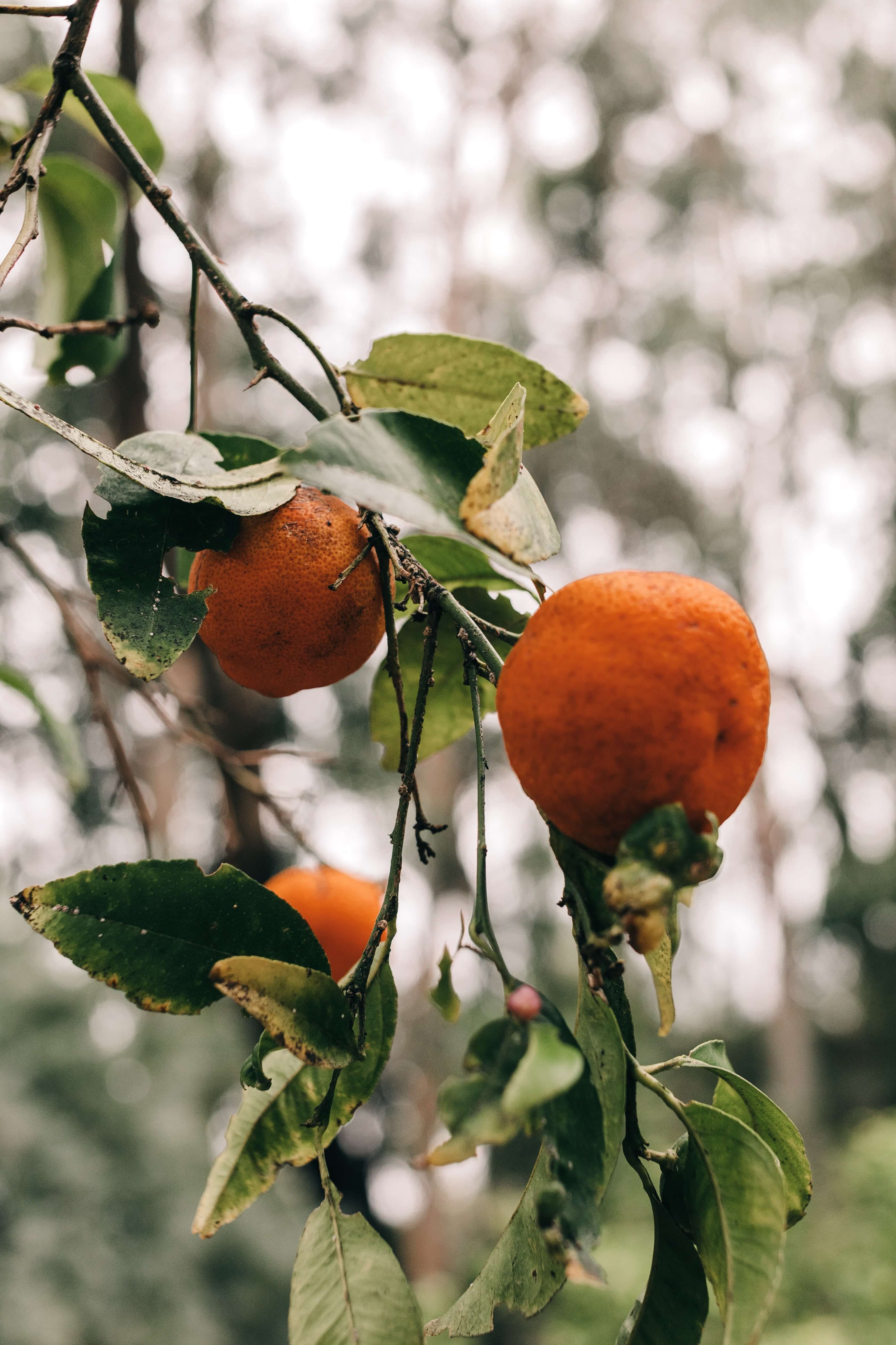 foto de un naranjo con fruta Talagarden vivero de arboles chile