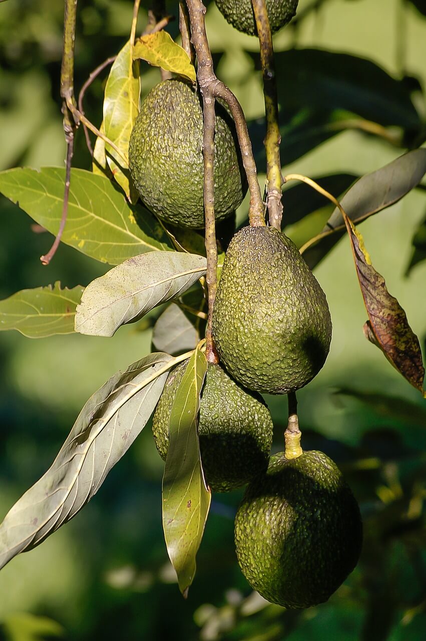 foto de un árbol de palta con fruto Talagarden vivero de arboles chile