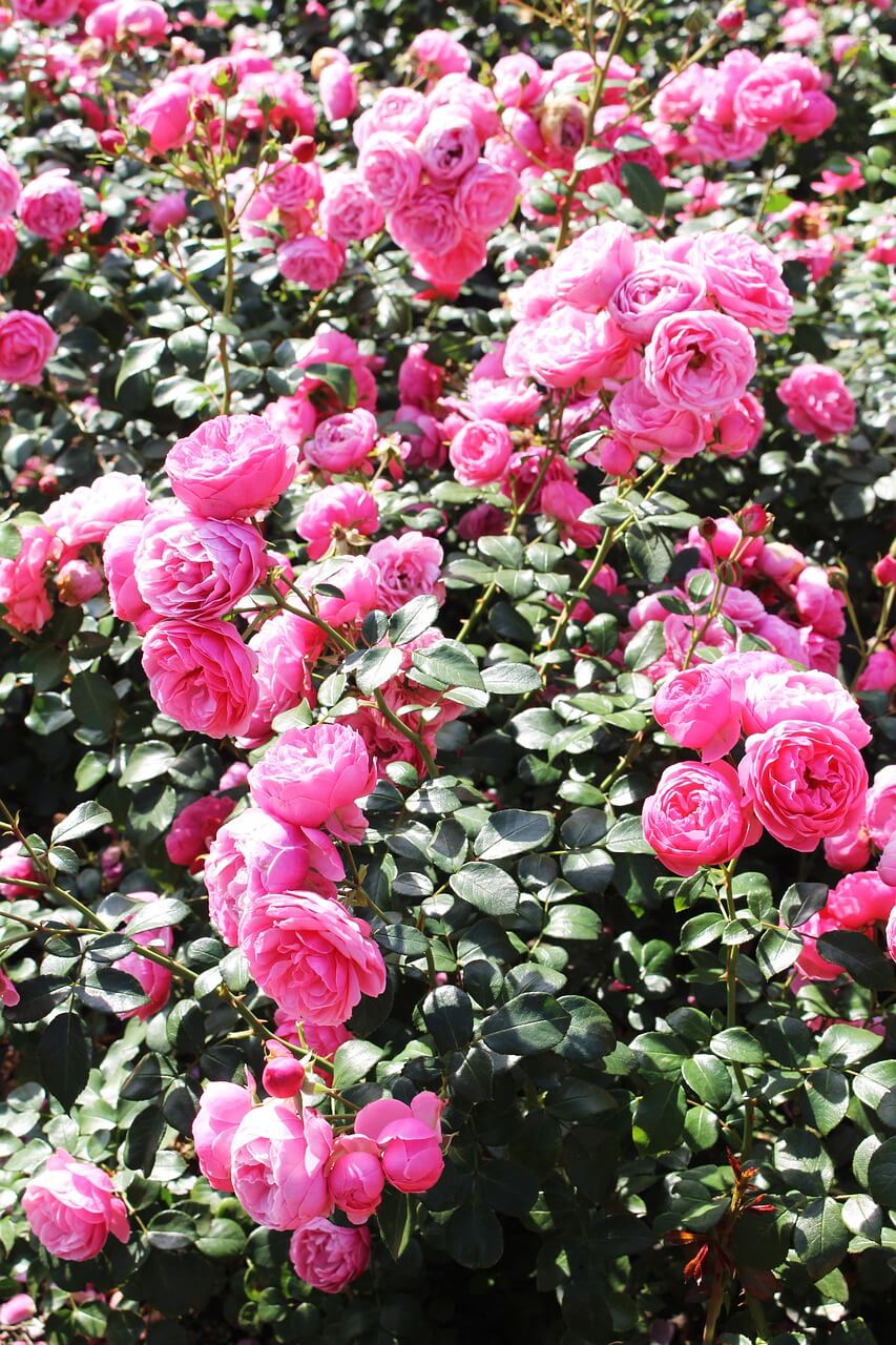 Rosas rosadas Talagarden vivero de arboles chile