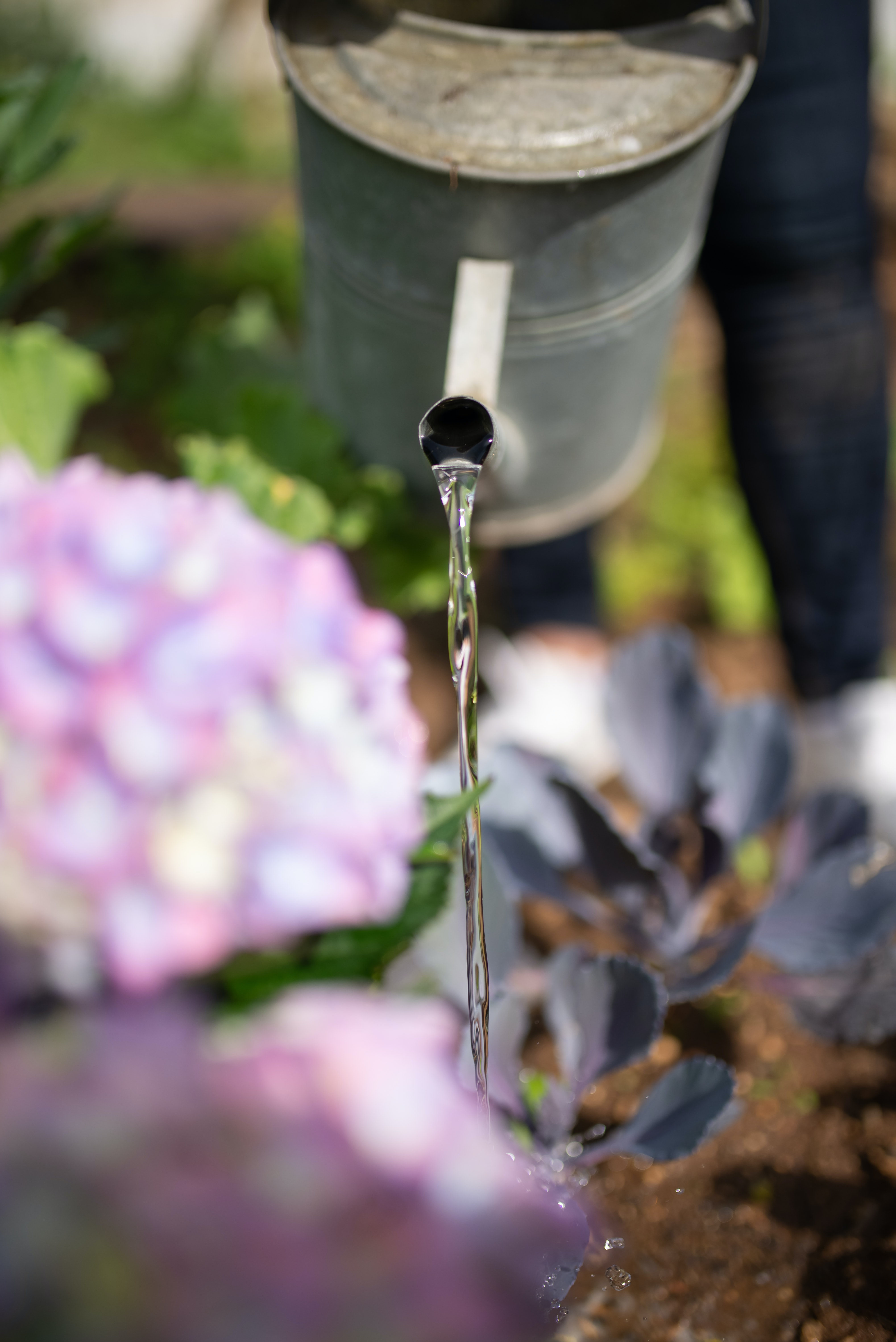 imagen de persona regando una flor